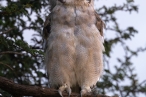 Verreaux's Eagle-Owl